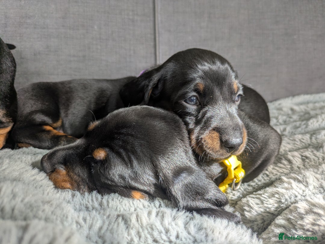 Dachshund dogs for sale: 🐾5 Beautiful Standard Dachshunds 🐾 - Image 10