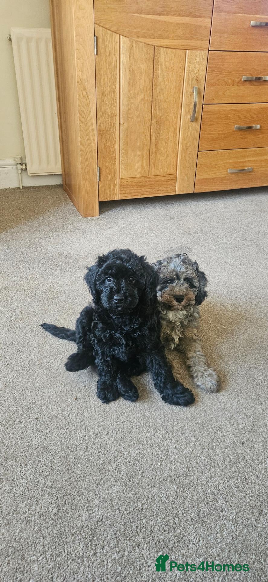 Cavapoo dogs READYtoday. Cavapoos puppies - Advert 14