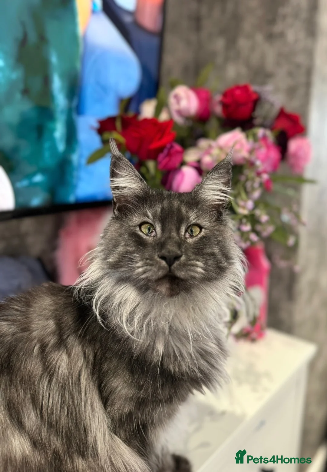 Maine Coon cats for sale: Maine coon kittens tica reg - Advert 2