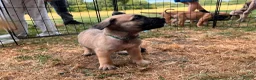 Presa Canario dogs for sale: Presa Canario Puppies Availale  - Advert 10