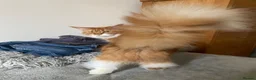 Maine Coon cats for sale: Adorable Maine coon kittens  - Advert 1