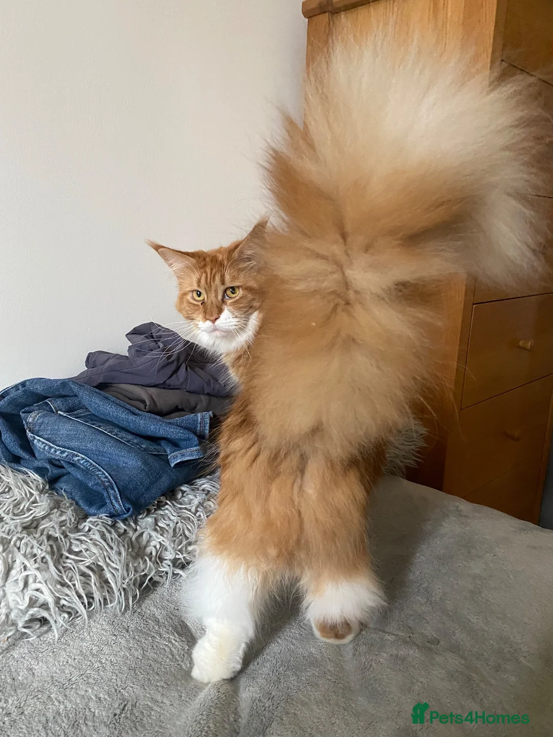 Maine Coon cats for sale: Adorable Maine coon kittens  - Advert 1
