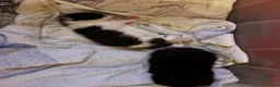 Mixed Breed cats for sale: Two litters of two cats in Coventry - Advert 11