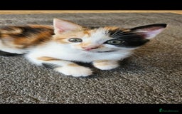 Mixed Breed cats for sale: Beautiful long haired mixed breed kittens  - Image 6