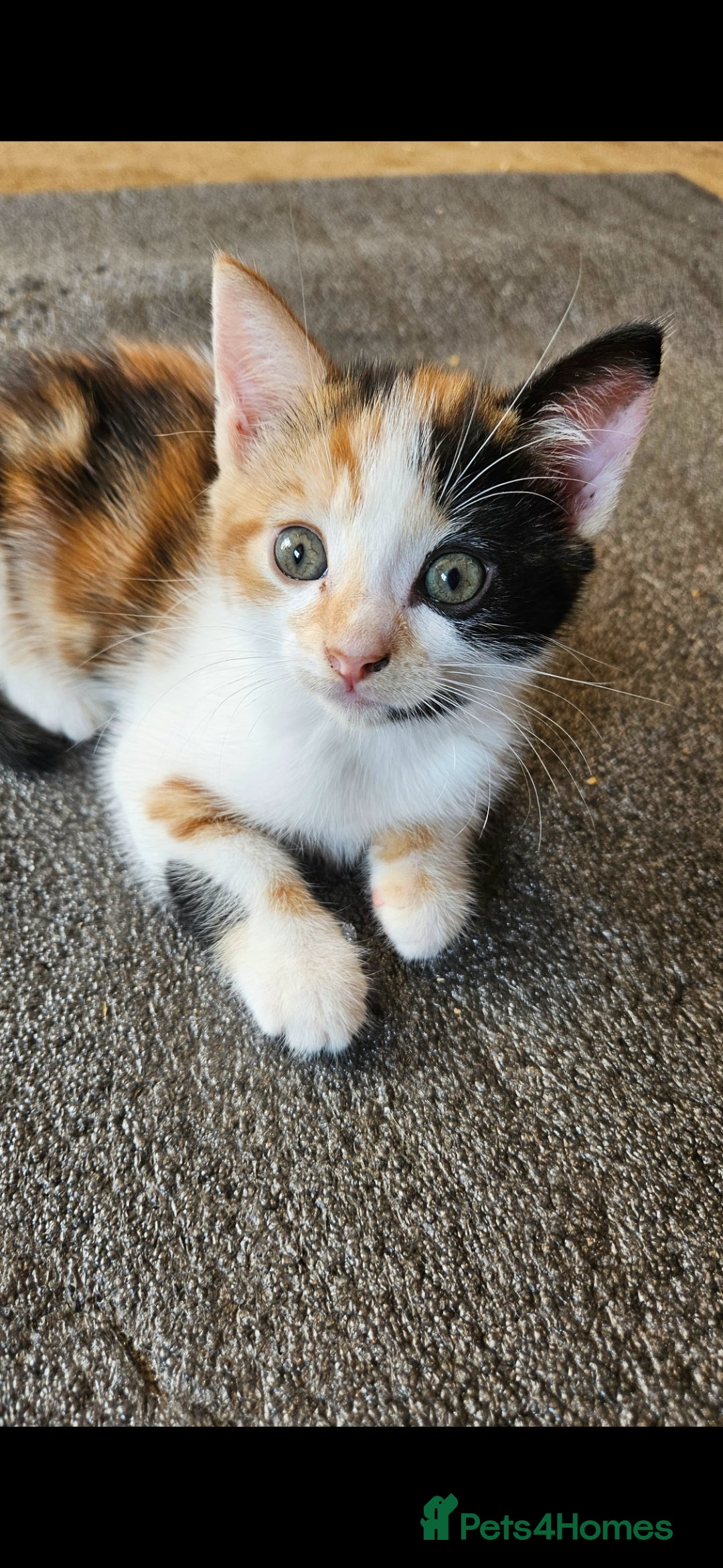 Mixed Breed cats for sale: Beautiful long haired mixed breed kittens  - Image 6