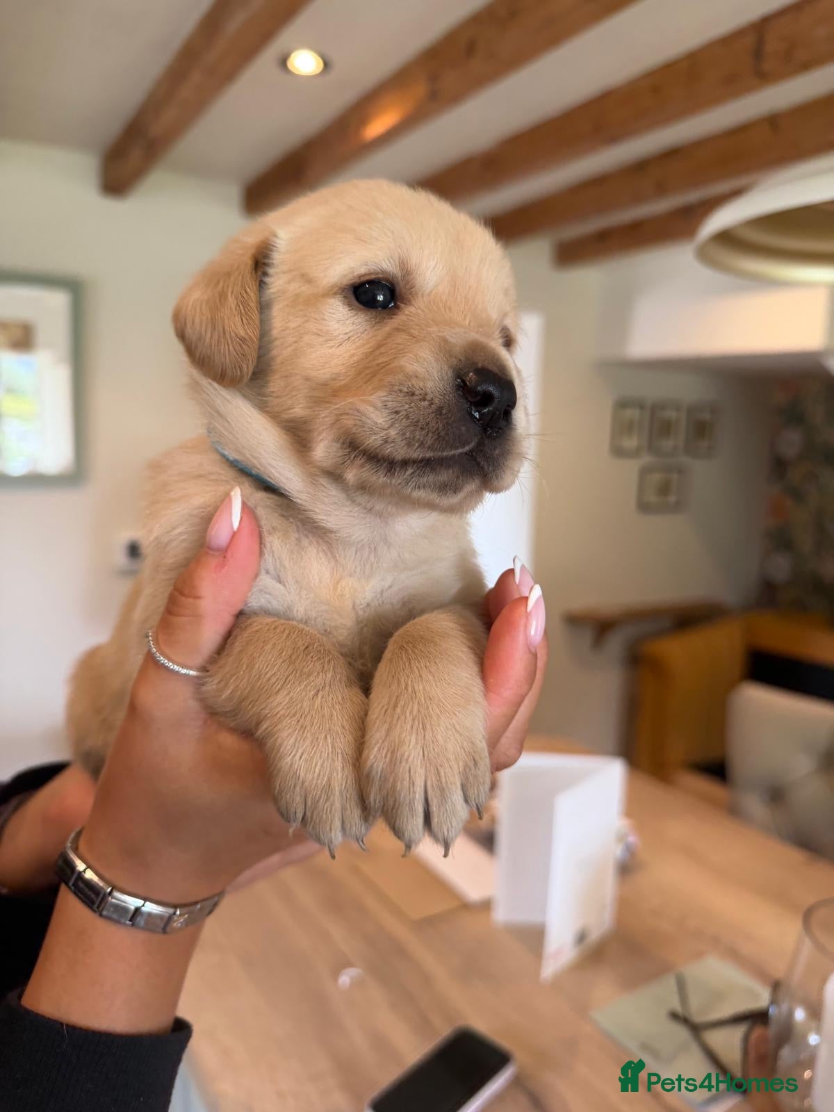 Goldador dogs Labrador X Retriever puppies   - Advert 1
