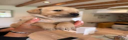 Goldador dogs for sale: Labrador X Retriever puppies   - Advert 1