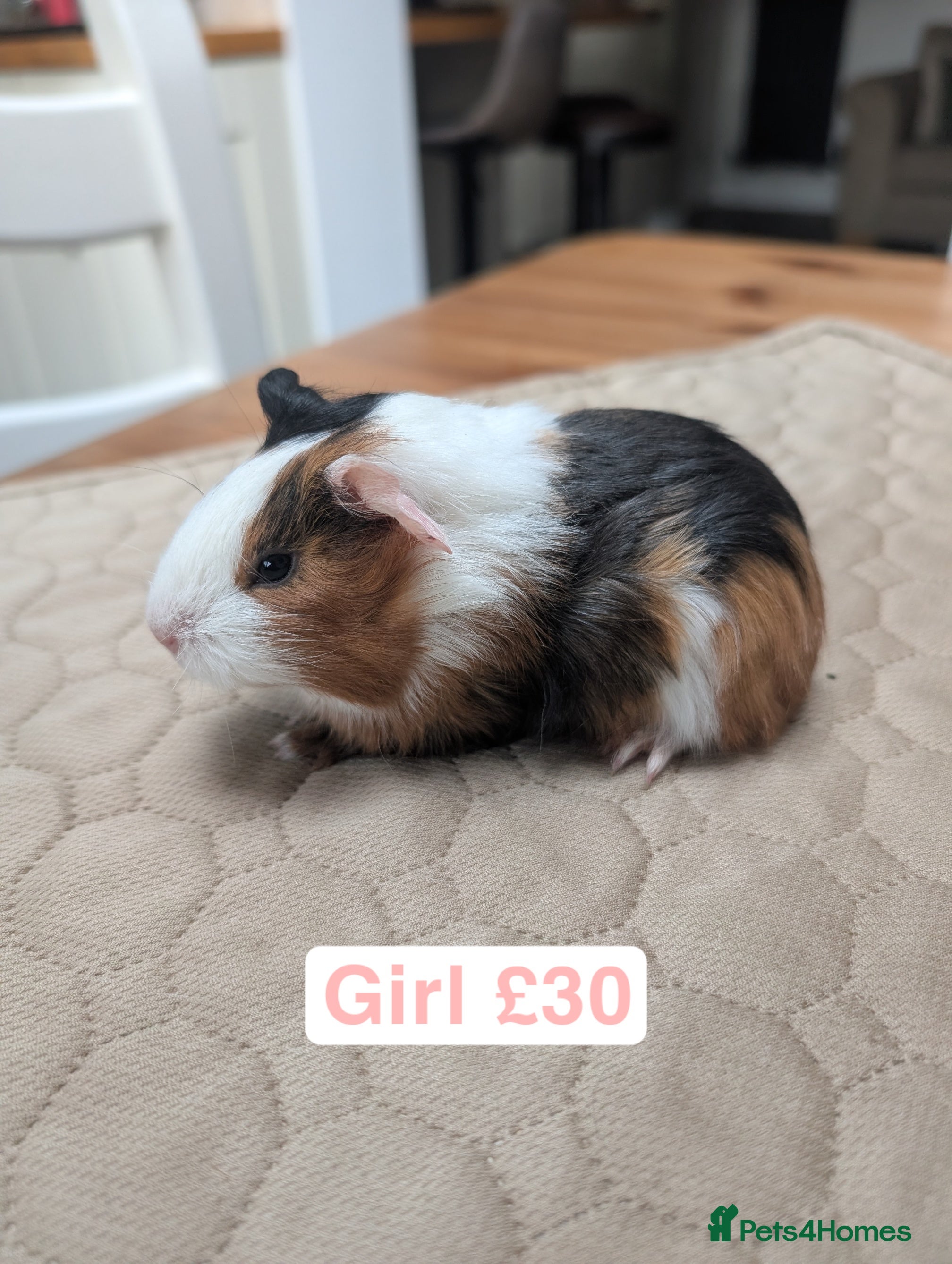 Guinea Pig rodents Guinea pigs mixed ages and sexes  - Advert 11