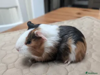 Guinea Pig rodents Guinea pigs mixed ages and sexes - Advert 11