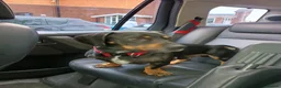 Mixed Breed dogs for sale: Dachshund x Rottweiler  - Advert 8