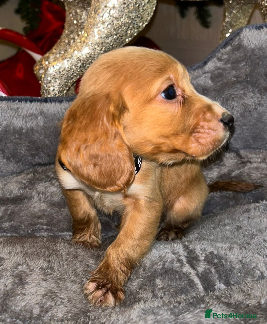 Cocker Spaniel dogs for sale: 6 beautiful cocker spaniel puppies  - Advert 19