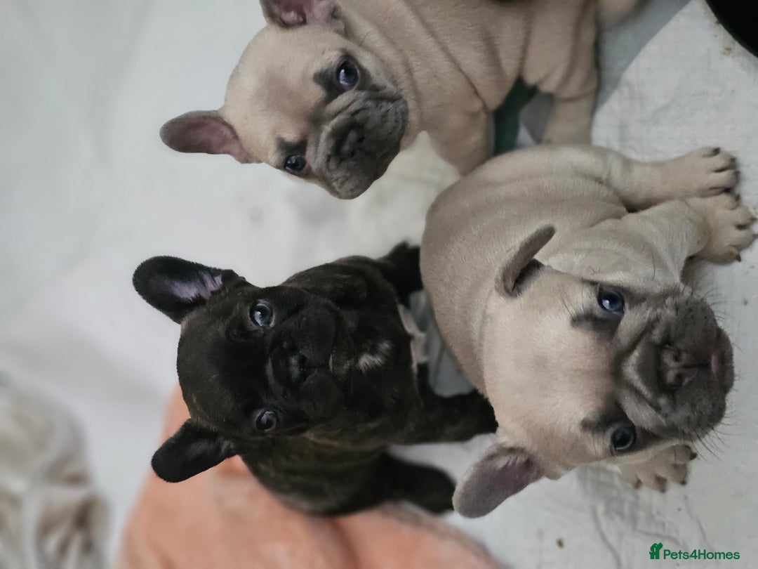 French Bulldog dogs for sale: French buldog puppies - Image 16