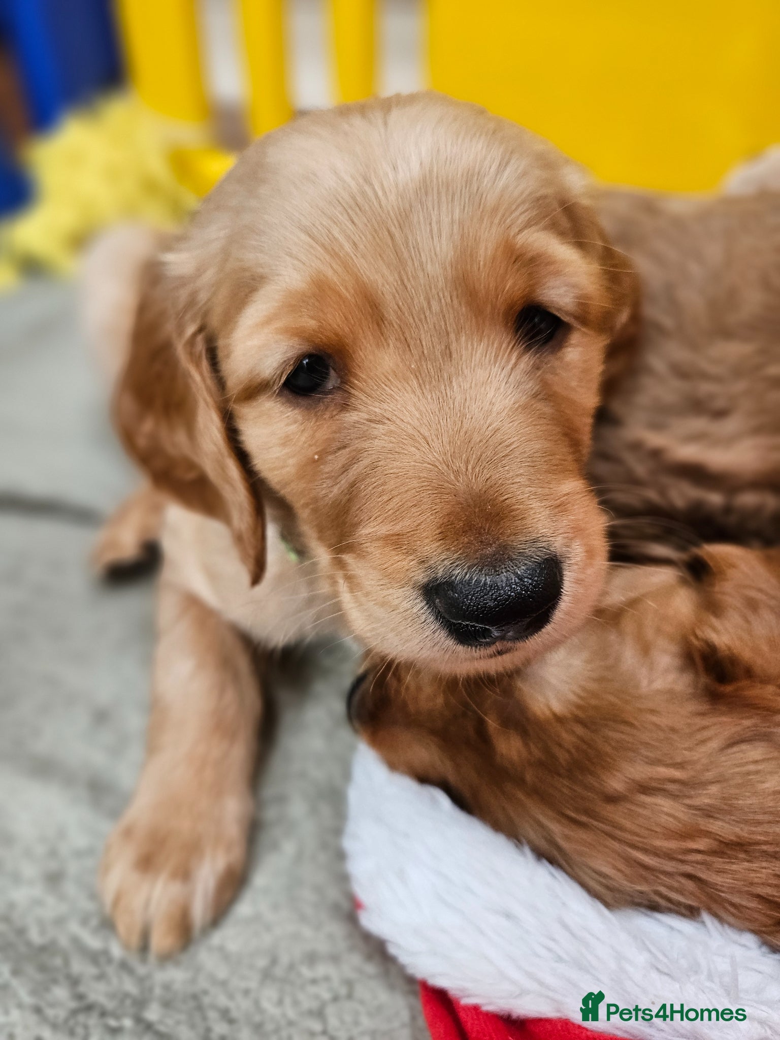 Goldendoodle dogs Goldendoodle puppies - Advert 10