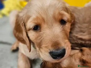 Goldendoodle dogs Goldendoodle puppies - Advert 10