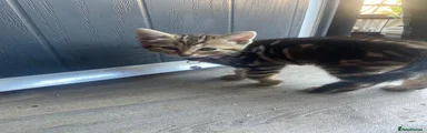 Bengal 1