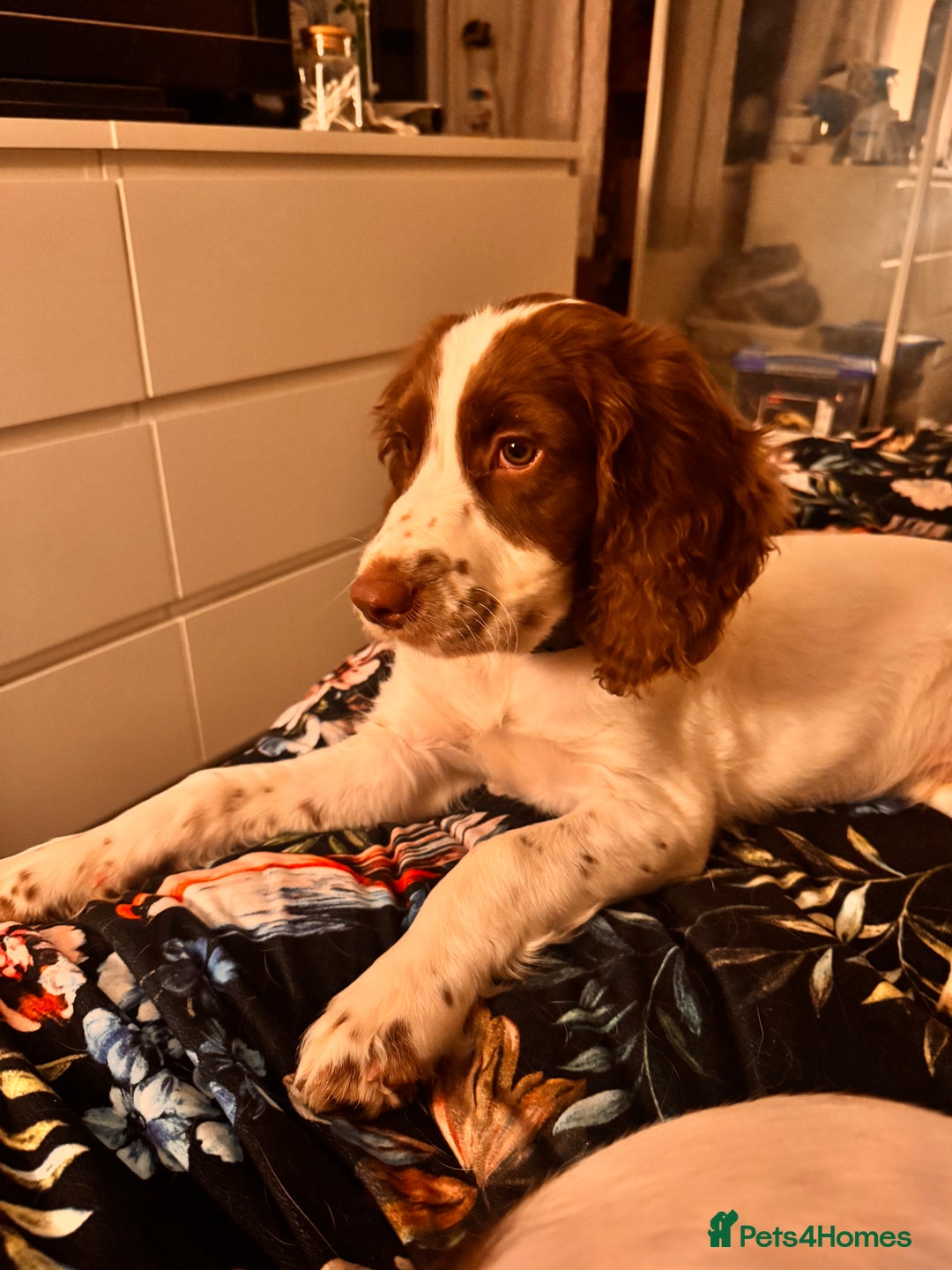English Springer Spaniel dogs for sale: Springer Spaniel Boy - Image 2