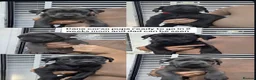 Cane Corso dogs for sale: Cane Coros Puppies For Sale  - Advert 6