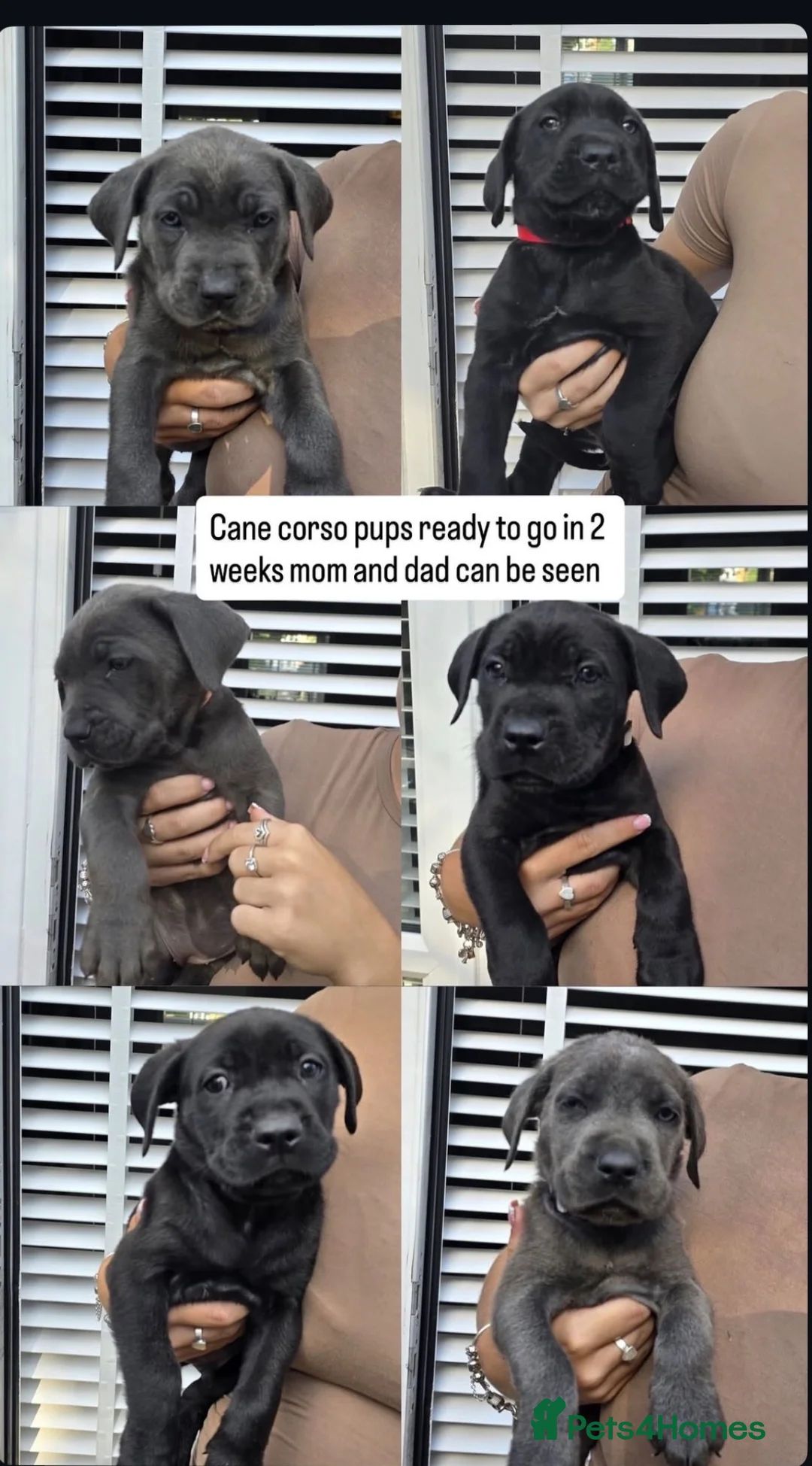 Cane Corso dogs for sale: Cane Coros Puppies For Sale  - Advert 6