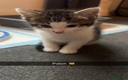 Mixed Breed cats for sale: Beautiful babies  - Image 3