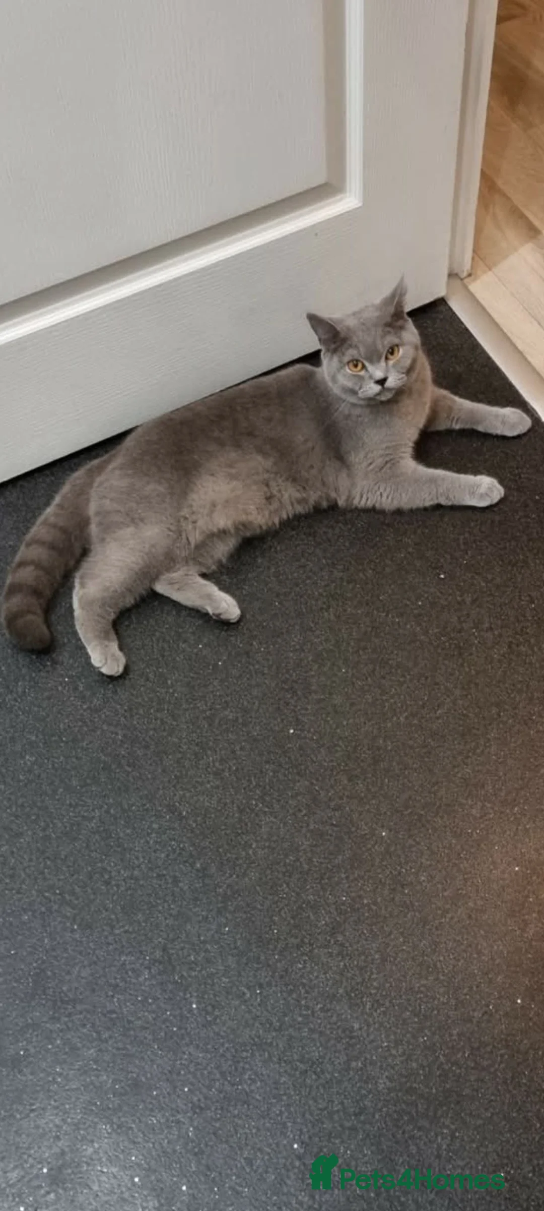 British Shorthair cats for sale: Pure British Shorthair Blue  - Advert 4