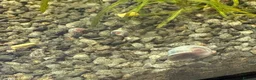 Snails fish for sale: Ramshorn snails in Crawley - Advert 4