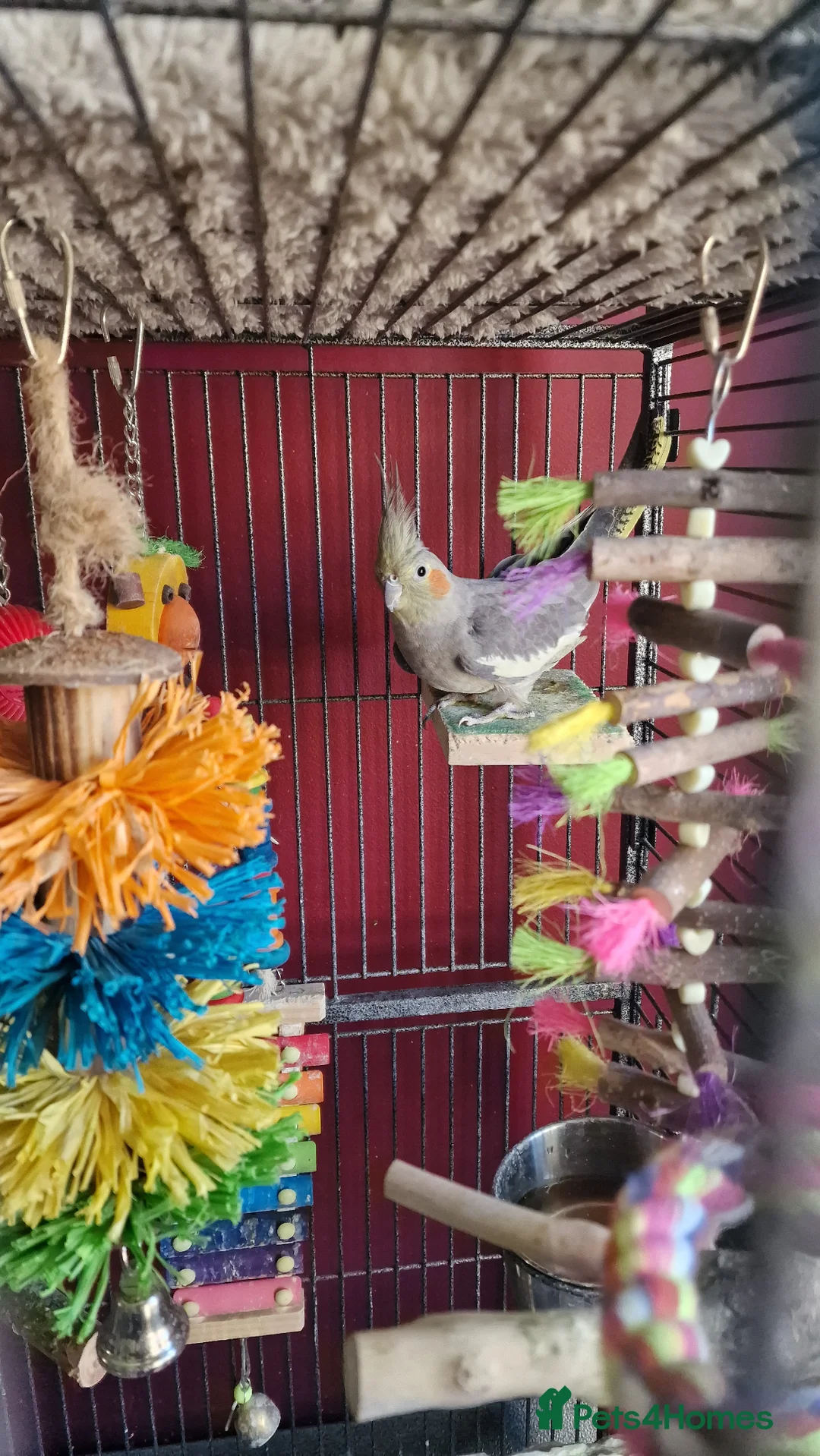 Cockatiels birds for sale: Two cockatiels  - Advert 3