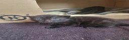 Mixed Breed cats for sale: Russian Blue & Bengal Cross kittens - Advert 18