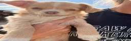 Chihuahua dogs for sale: KC champagne dilute boy - Advert 2