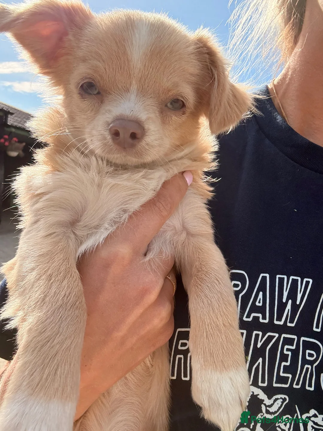 Chihuahua dogs for sale: KC champagne dilute boy - Advert 2