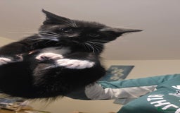 Mixed Breed cats for sale: Adorable kittens - Advert 3