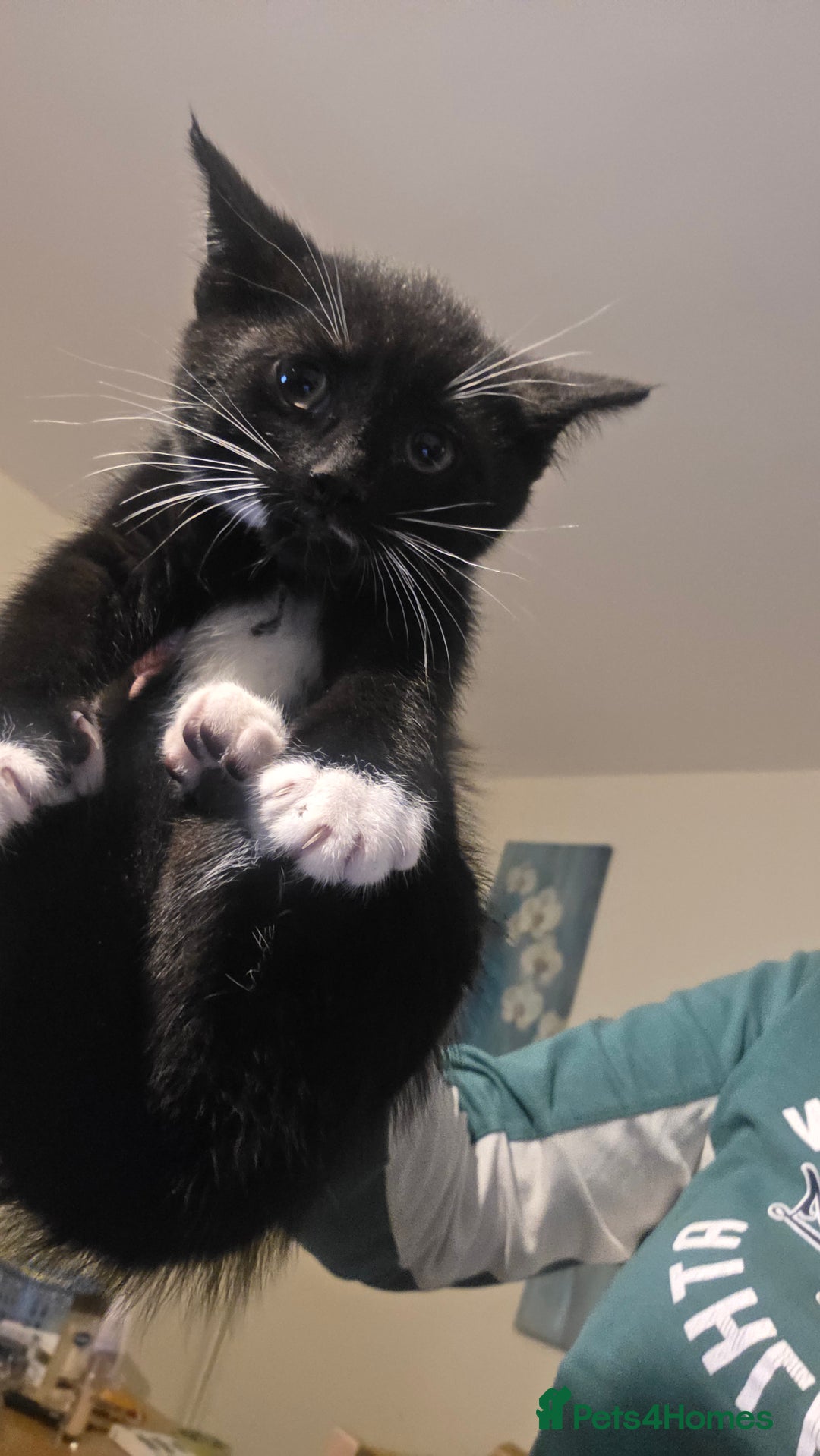 Mixed Breed cats for sale: Adorable kittens - Advert 3