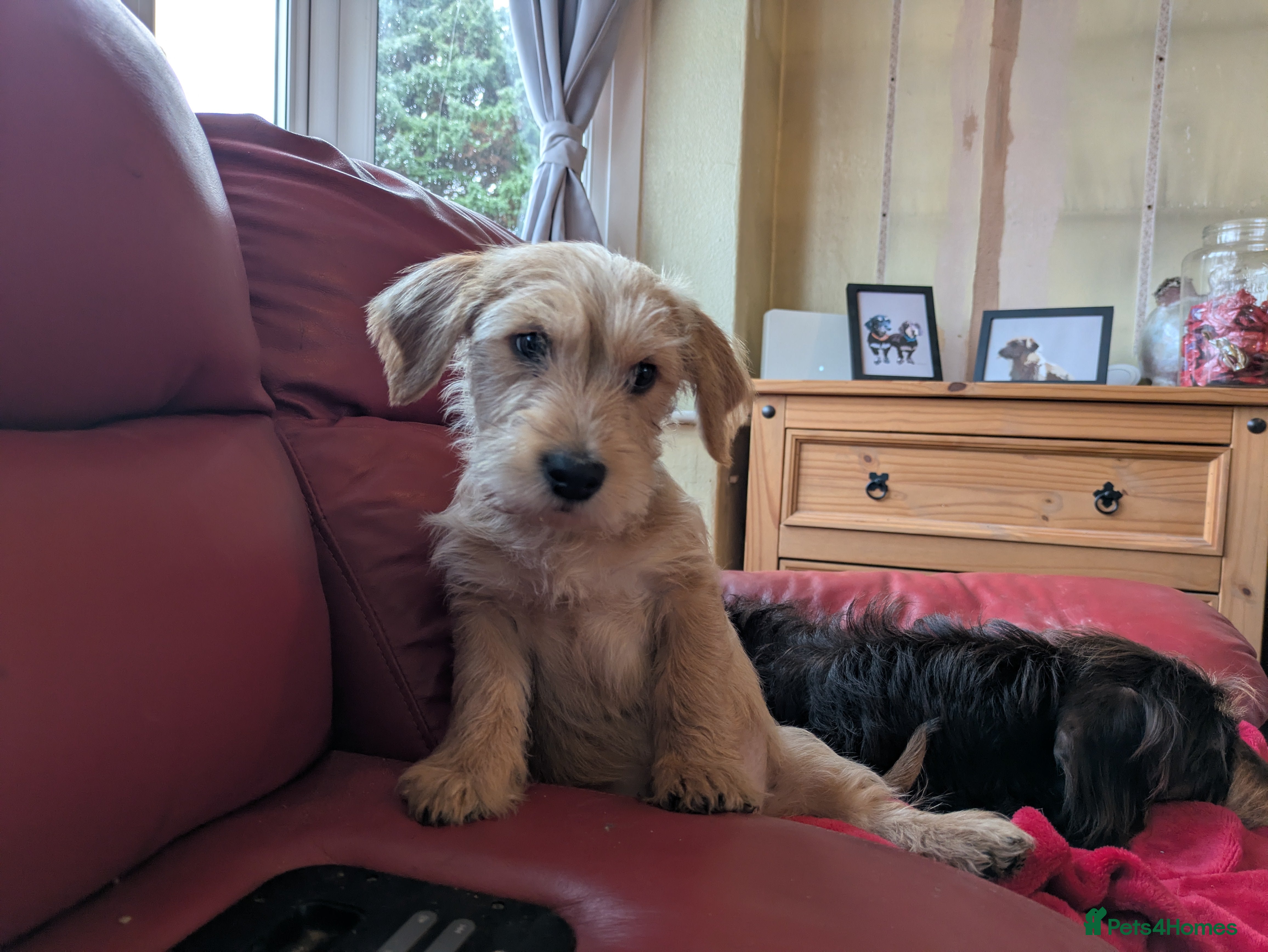 Dachshund dogs Wire Haired dachunds - Advert 1