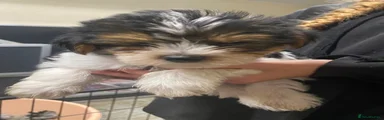 Biewer Terrier 2