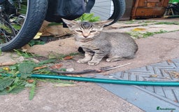 British Shorthair cats for sale: Kitten boy  - Image 4