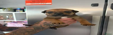 Mixed Breed 7