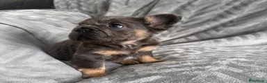 French Bulldog Puppy 2