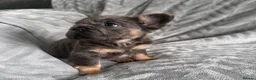 French Bulldog dogs for sale: Fluffy French Bulldog Puppies  - Advert 11