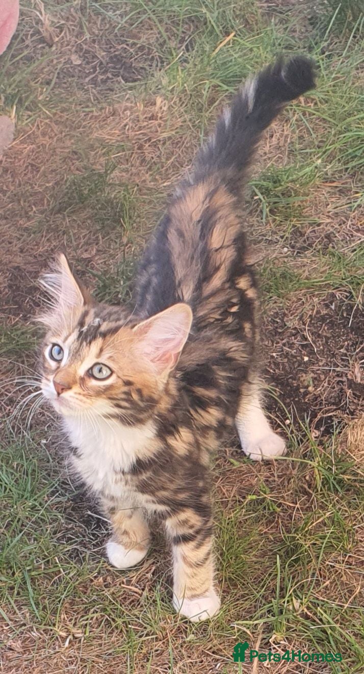 Mixed Breed cats Kittens  - Advert 1