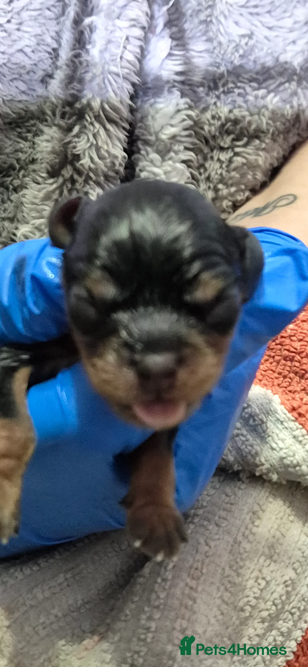 Cavalier King Charles Spaniel dogs for sale: Cavalier King Charles Puppies - Advert 2