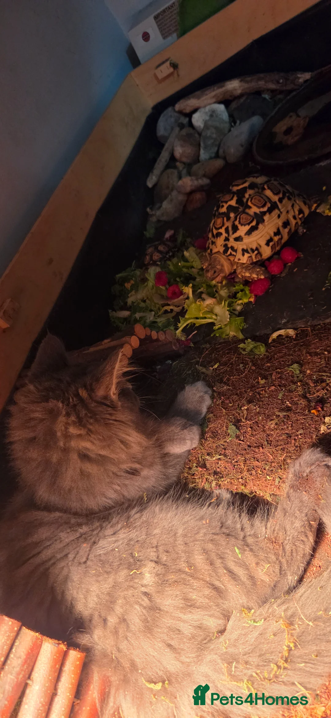 Tortoise reptiles for sale: 2 leopard tortoises in Stoke-on-Trent - Advert 2