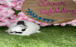 Netherland Dwarf rabbits for sale:  pedigree Neverland dwarf also have mini lops   - Image 4