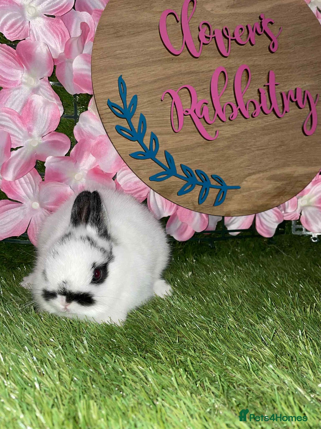 Netherland Dwarf rabbits for sale:  pedigree Neverland dwarf also have mini lops   - Image 4