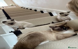 Ragdoll cats for sale: Ready now ✨ Two remaining pure ragdoll kittens - Image 2