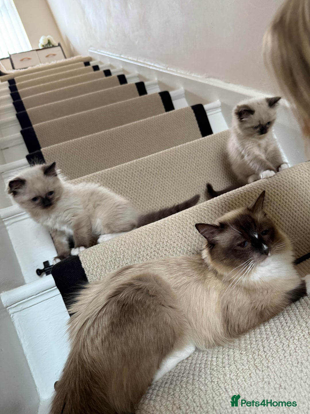 Ragdoll cats for sale: Ready now ✨ Two remaining pure ragdoll kittens - Image 2