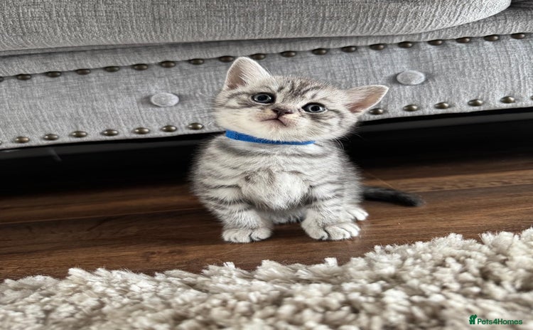 British Shorthair cats - Advert 20
