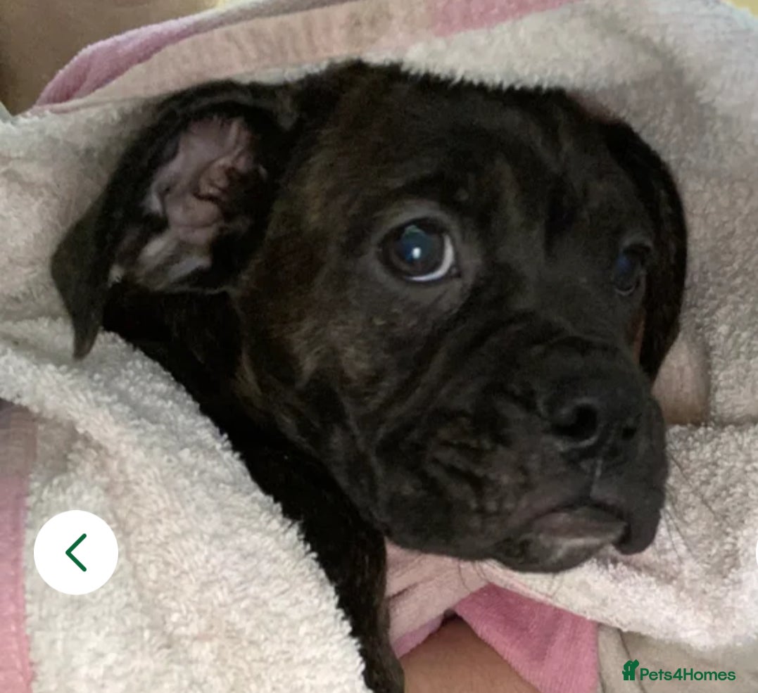 Mixed Breed dogs 🐾Reduced!!!!  £900 Boxer x mini boxer’s 2 left!  - Advert 7