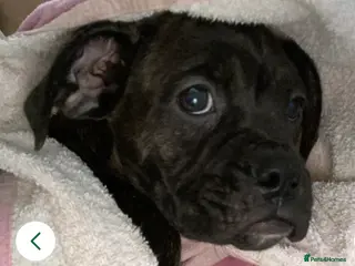 Mixed Breed dogs 🐾Reduced!!!! £900 Boxer x mini boxer’s 2 left! - Advert 12