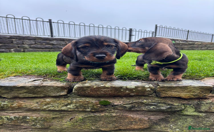 Dachshund dogs Dachshund Puppies (wirehaired) - Advert 6