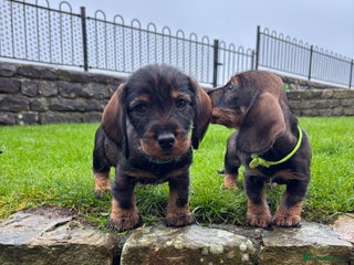 Dachshund dogs Dachshund Puppies (wirehaired) - Advert 18