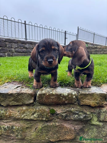 Dachshund dogs Dachshund Puppies (wirehaired) - Advert 6
